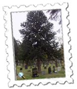 A monkey puzzle tree - but not the one we sought - in Wimborne Road Cemetery.